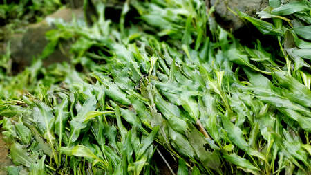 Seaweedの写真素材