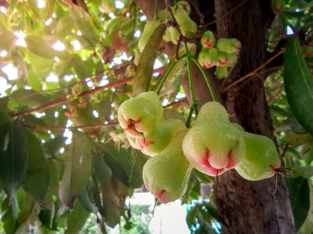 Rose apple, droplet, sunlight