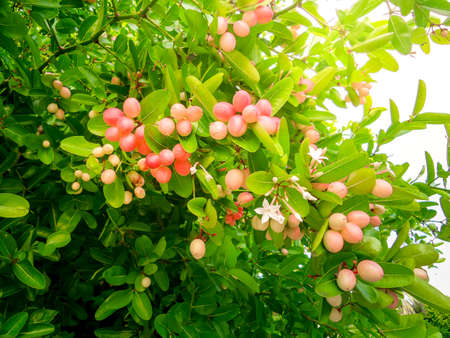 Fruit Thai Carunda, Karondaの写真素材