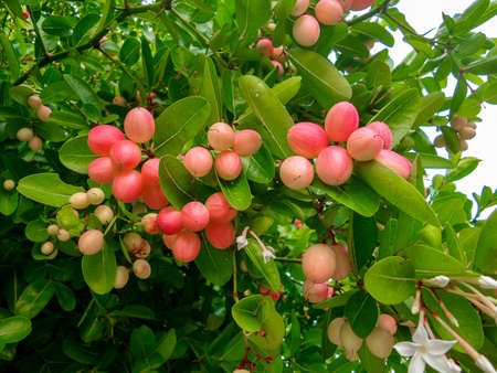 Fruit Thai Carunda, Karondaの写真素材