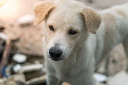 close up dog in thailandの写真素材