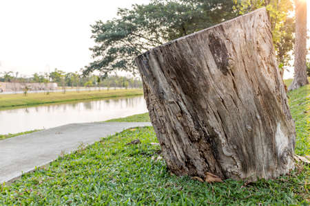 Wood cutting texture and sunlightの写真素材
