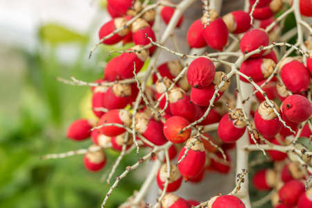 Betel nut red fruitsの写真素材