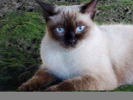 Siamese cat rests on green groundの写真素材