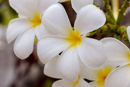 closeup plumeria flower white colorの写真素材