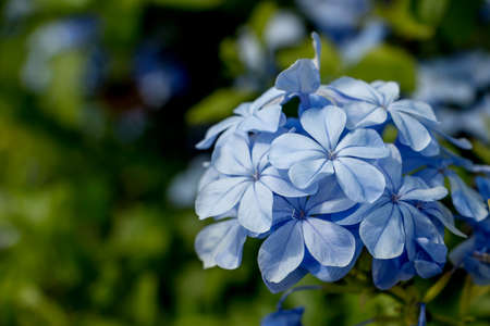 blue Hydrangea flower in gardenの写真素材