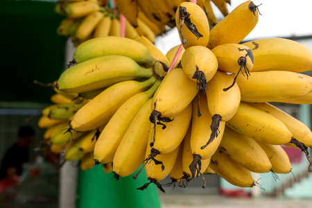 Golden Banana hanging ropeの写真素材