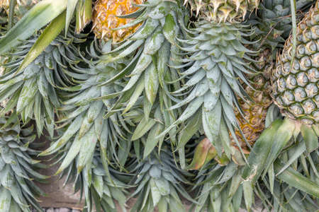 Many pineapplesの写真素材