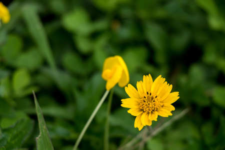 small yellow grassの写真素材