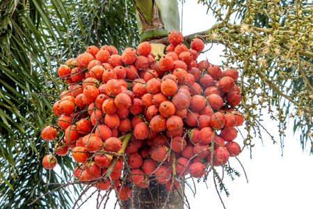 clouseup betel nut red fruits and drop of waterの写真素材