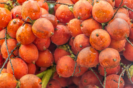 clouseup betel nut red fruits and drop of waterの写真素材