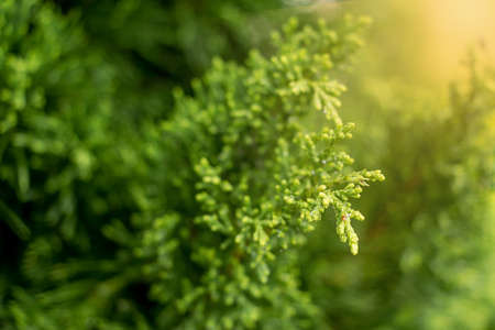Leaves pine and drop of water, sunlightの写真素材