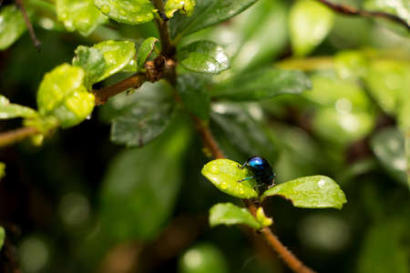Small insect and drop of water on green leafの写真素材
