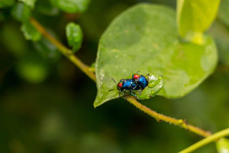 Small insect and drop of water on green leafの写真素材