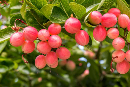 Fruit Thai Carunda, Karondaの写真素材