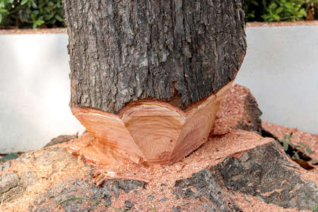 Tree cutting
