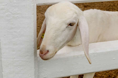 White sheep standing in fenceの写真素材