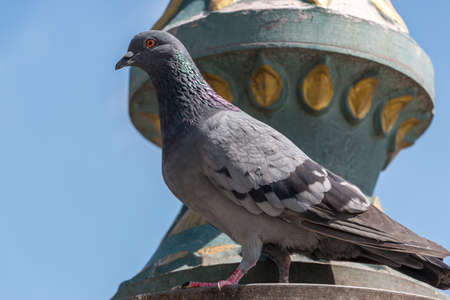 close up pigeon on poleの写真素材