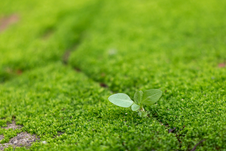 Small tree  growing in concrete blockの写真素材
