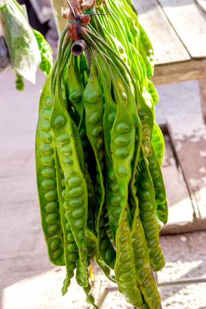 Bitter bean vegetable south of Thailand, Sato (Thai Word)の写真素材
