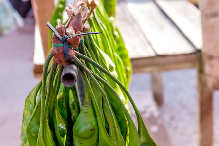 Bitter bean vegetable south of Thailand, Sato (Thai Word)の写真素材