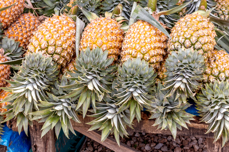 Many pineapples are yellow, sweet and deliciousの写真素材