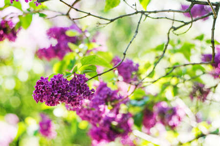Violet lilac flowers in botanical garden in spring. Kiev, Ukraineの写真素材