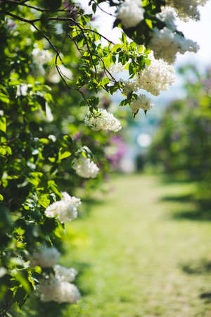 Abstract background of white lilac flowers in botanical garden in spring. Kiev, Ukraineの写真素材