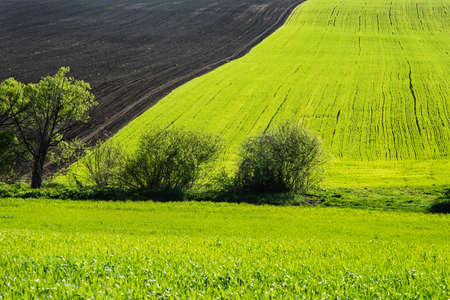 Wheat field and countryside scenery in Ukraineの写真素材