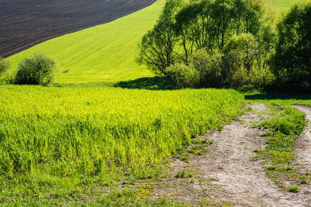 Wheat field and countryside scenery in Ukraineの写真素材