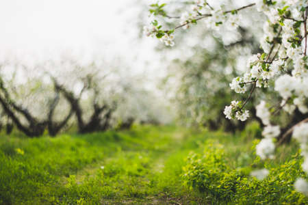 Defocused bokeh background of garden with blossoming trees in sunny dayの写真素材