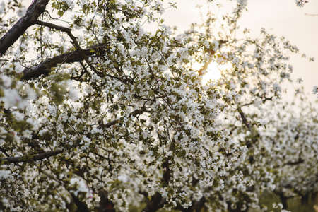 Defocused bokeh background of garden with blossoming trees on sunsetの写真素材