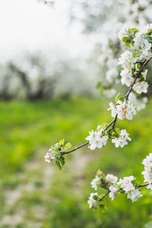 A blooming branch of apple treeの写真素材
