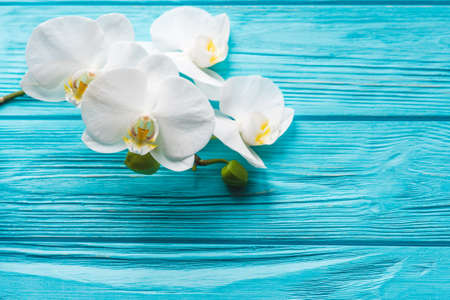 White orchid on blue backgroundの写真素材