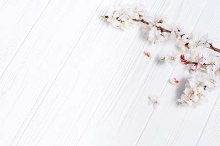 Spring white flowers on vintage wooden backgroundの写真素材