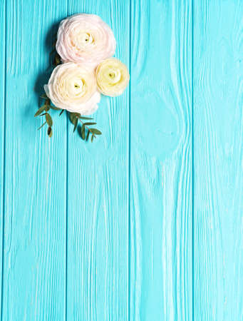Blue background with ranunculus flowersの写真素材