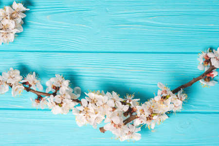 Spring blossom on blue backgroundの写真素材