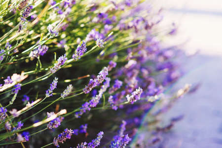 Lavender bushes closeup on sunsetの写真素材