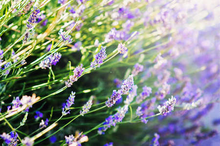 Lavender bushes closeup on sunsetの写真素材