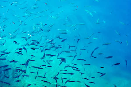 School of fish in the sea Underwaterの写真素材