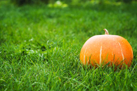 Pumpkin on the green grassの写真素材