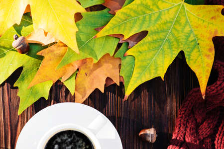 Cup of coffee in autumn leavesの写真素材