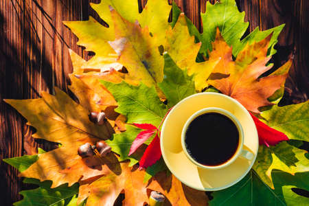 Cup of coffee in autumn leavesの写真素材