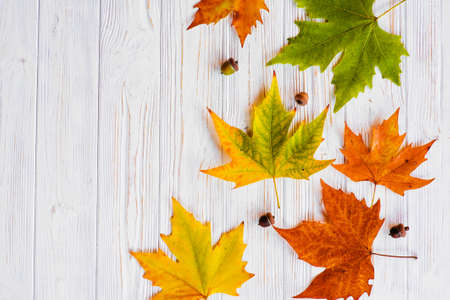 Autumn leaves on white backgroundの写真素材