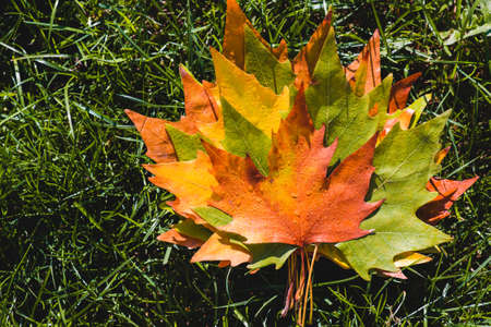 Autumn leaves in the forestの写真素材