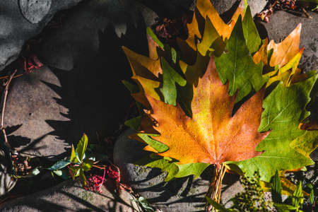 Autumn leaves in the forest