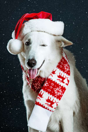 Cheerful white shepard dog wearing a christmas hat and scarf winks