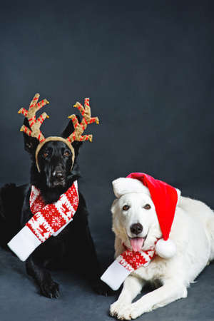 Two cute dogs in Christmas accessoriesの写真素材