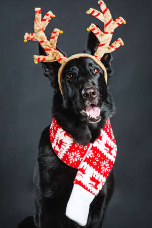 Cheerful dog wearing deer horns and scarfの写真素材