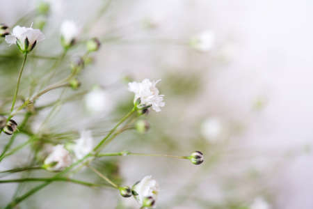 White spring flowers on soft pastel color background